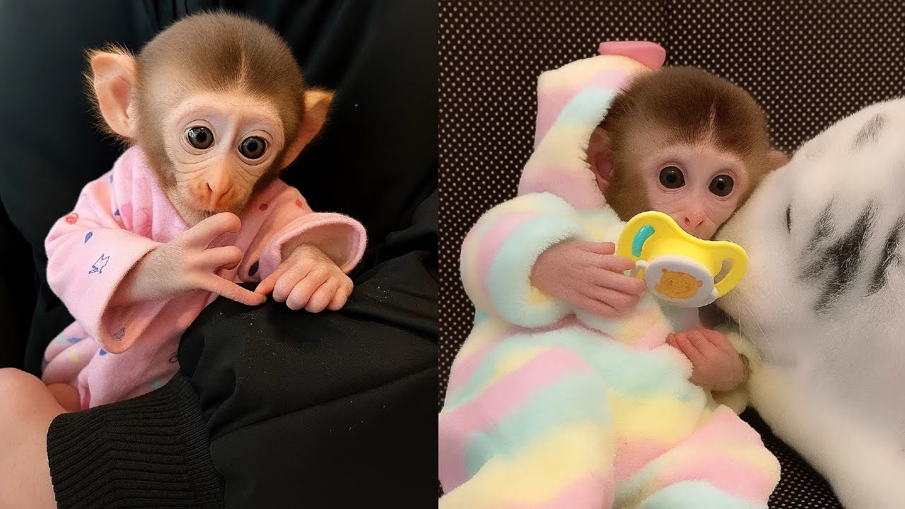 Домашняя обезьянка в небе