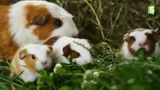 Birth of guinea pig