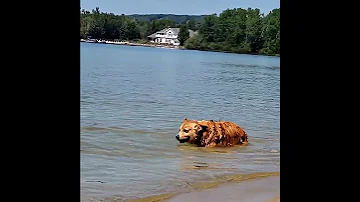 I just love to bury my feet!! DIGGING IT!! #sand #digging #corgiswimming #lakelife #summer #corgi