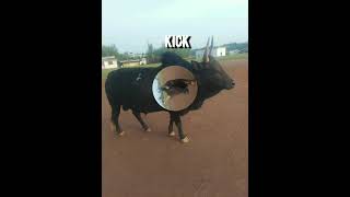 Kick ebas Khliehriat  Song masi Iaturmasi Iadaw  chdanion 