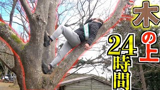 【144時間】木の上で24時間絶対に落ちてはいけない生活！！ #きょんくま24時間リレー