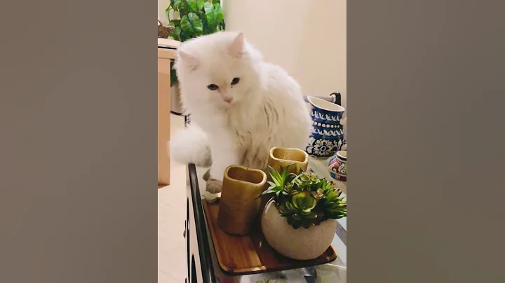 Watch the video about Doll face Persian kitten 7 month old.