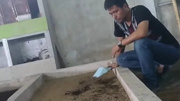 Harvest 15 Days Old Larvae of BLACK SOLDIER FLY