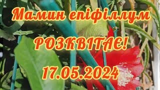 Епіфіллум 17.05.2024