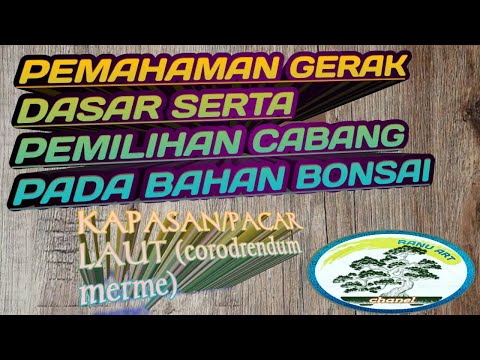 GERAK DASAR SERTA PEMILIHAN CABANG PADA KONSEP AWAL PEMBUATAN BONSAI KAPASAN/PACAR LAUT