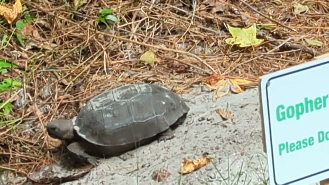 Gopher Tortoise Basking in Front of His Burrow Behind Chain Fence on Cross Seminole Trail! Oviedo