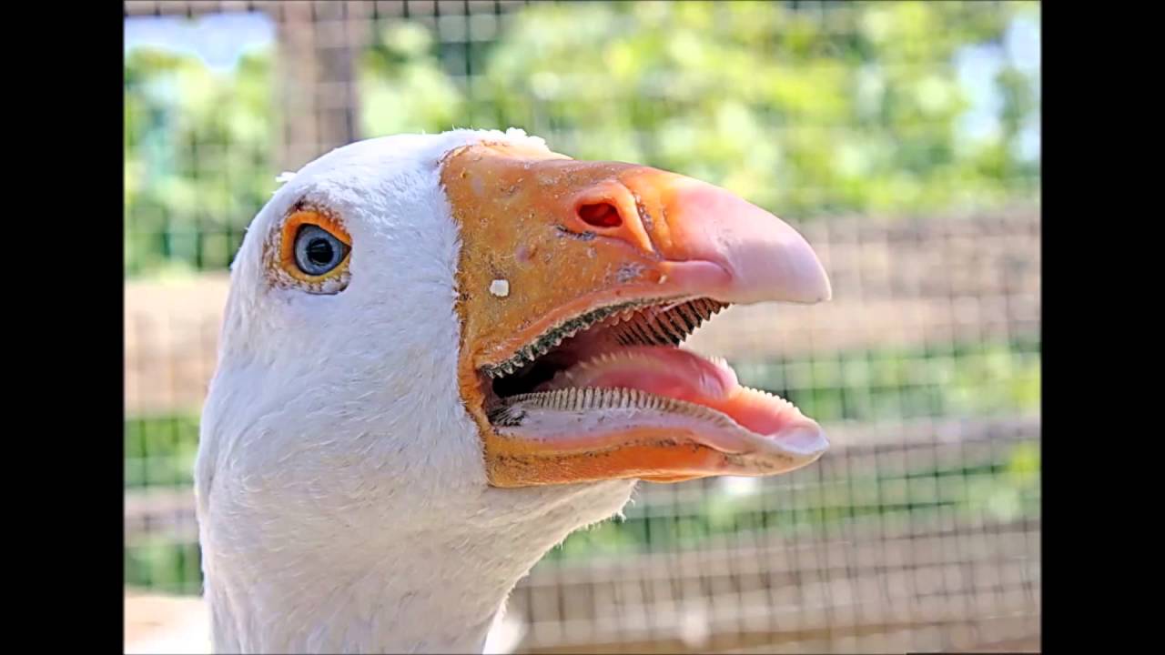 Потешка Гуси - гуси! Га-га-га! Песня сказка Театр теней Поет Тима ...