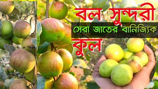 অসটরলযন বল সনদর কল বল সনদর কল চষ লকষয টক আয Bol Sundari Kul