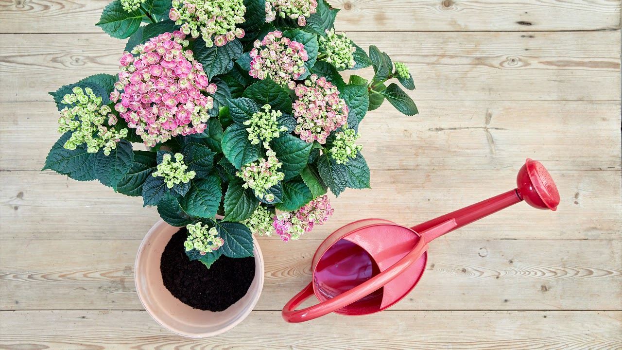 SÃ¥dan planter du hortensia i havekrukker youtube Spisestue fransk landstil