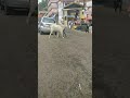 🐵Goat fight🐹