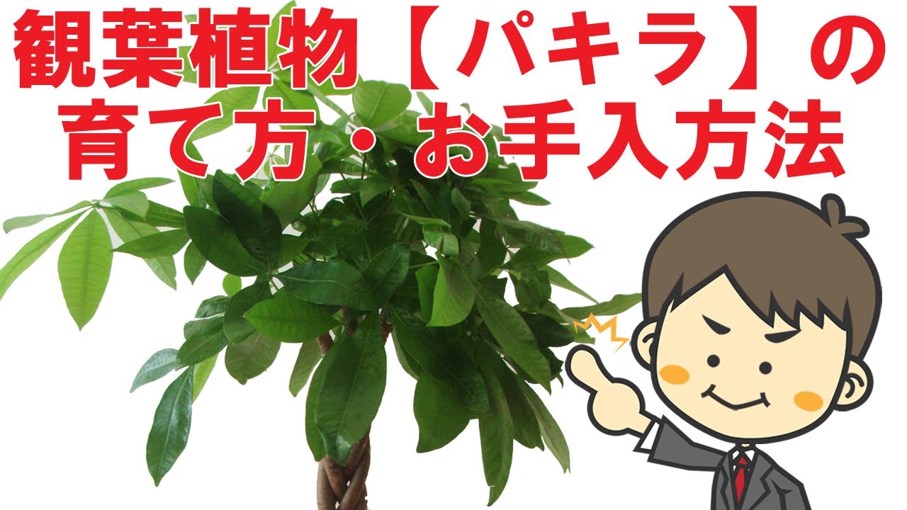 プロが解説 観葉植物パキラの育て方 お手入れ方法 風水効果 観葉植物と風水のグリーンスマイルblog