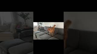 Modular sectional sofa set cloud couch ,My cat and dog absolutely love this sofa!