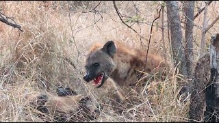 Hyenas Attack The Wild Dog Puppies! Tragedy.