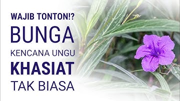 BUNGA KENCANA UNGU: Herbal Cantik yang Bisa Jadi Obat! Khasiatnya Bikin Takjub