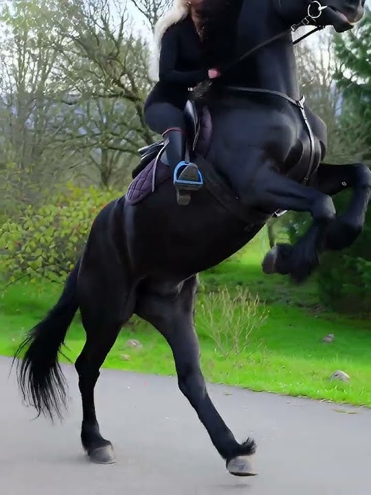 a beautiful lady riding a rearing friesian horse