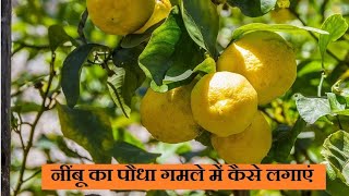 How to Grow LEMON in Containers || evergreen garden