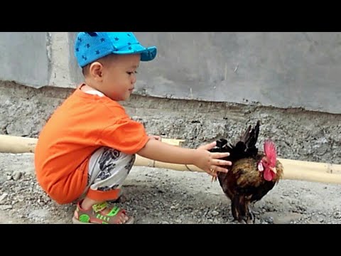 Bermain ayam || dipatok ayam