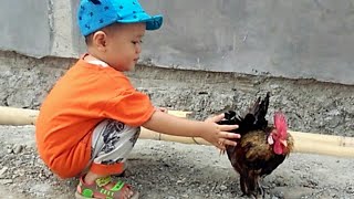 Bermain ayam || dipatok ayam