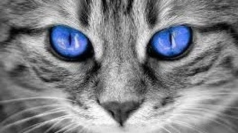 Topic Modeling & Latent Direchlet Allocation (LDA) Indonesia