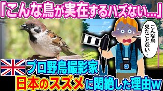 「日本は鳥まで狂ってる…」日本へ野鳥撮影しに来たイギリス人男性。日本のスズメを発見した瞬間悶絶w【ゆっくり解説】【海外の反応】