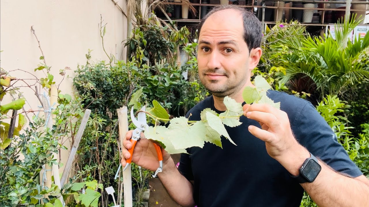 DEVO PODAR A MUDA DA UVA?