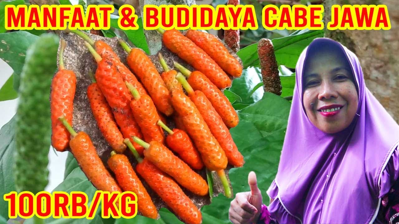 KHASIAT CABAI JAWA DAN CARA BUDIDAYA CABE JAWA 
