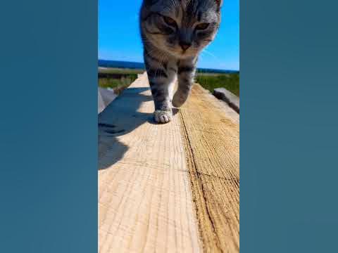 Мотя. - YouTube