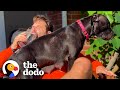 Guy Carries Exhausted Mama Dog To Bed Every Night The Dodo Guy Carries Exhausted Mama Dog To Bed Every Night The Dodo