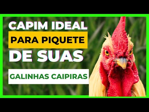 CAPIM PARA PASTO ideal para piquete na CRIAÇÃO DE GALINHA CAIPIRA |  alimentação alternativa