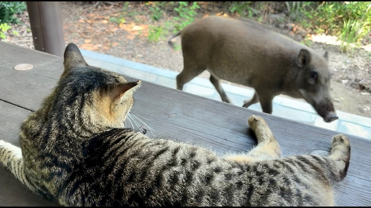猫を休憩に誘いに行くとイノシシが待ってた