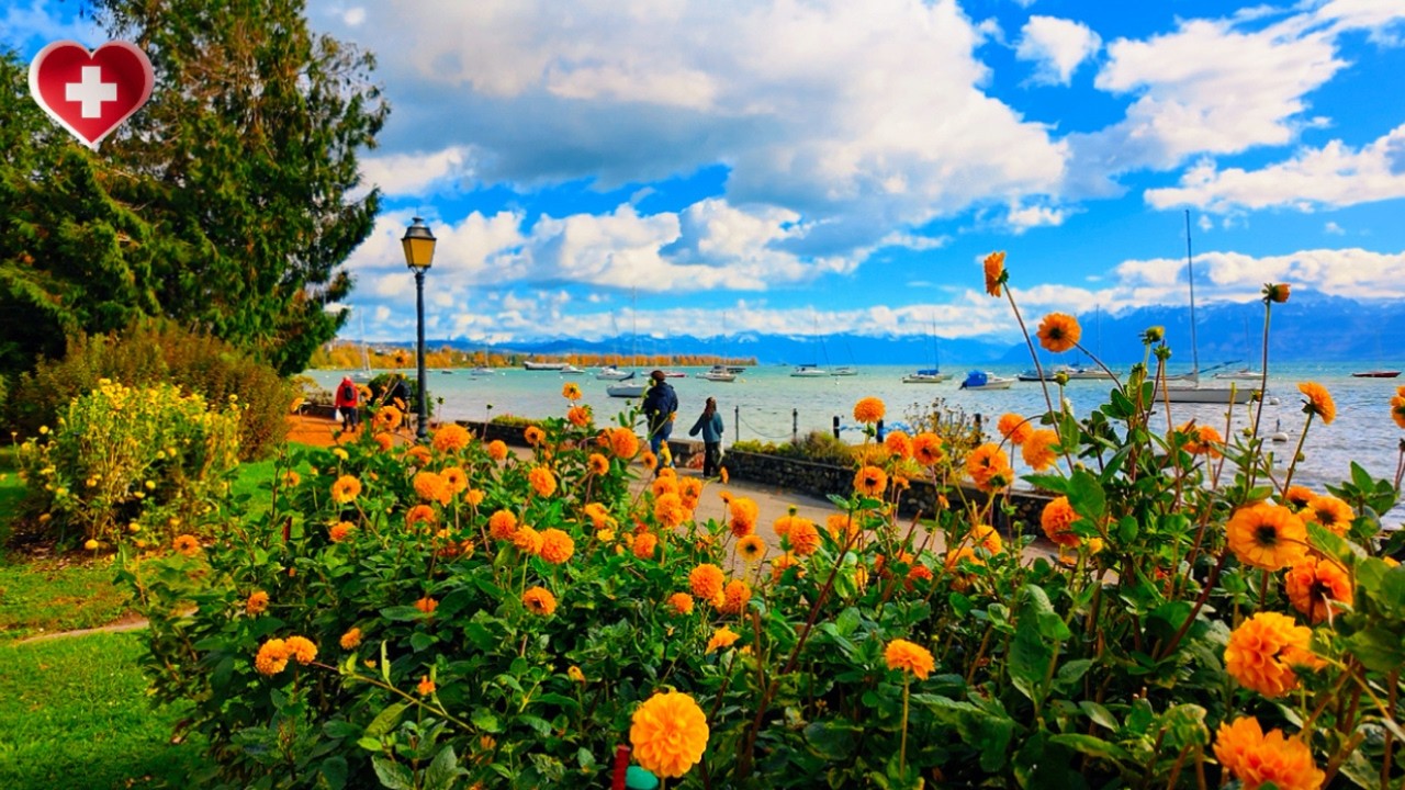 После бури🌪️ – Моржский фестиваль георгинов 🌼Швейцария 🇨🇭 Неувядающие цветы у Женевского озера [4K]