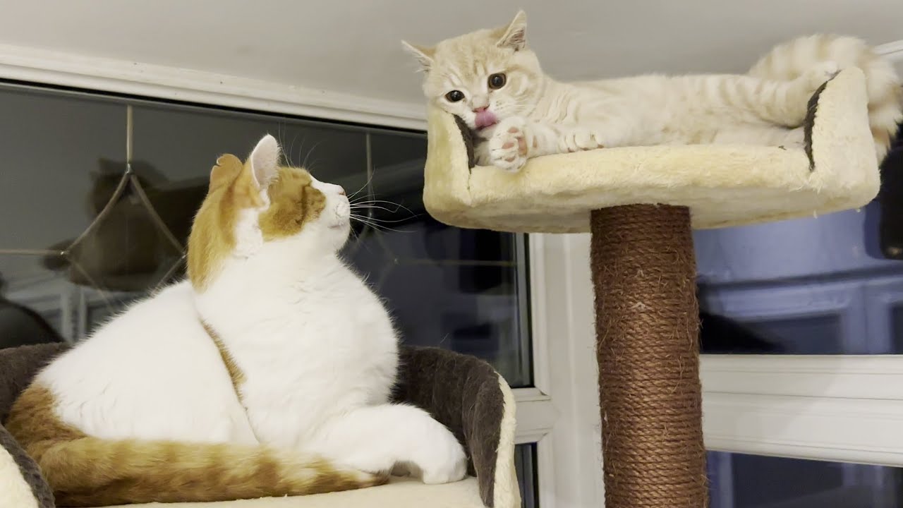 Kitten Annoys Cat, Cat Smacks Him