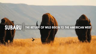 The Return of Wild Bison to the American West The Return of Wild Bison to the American West