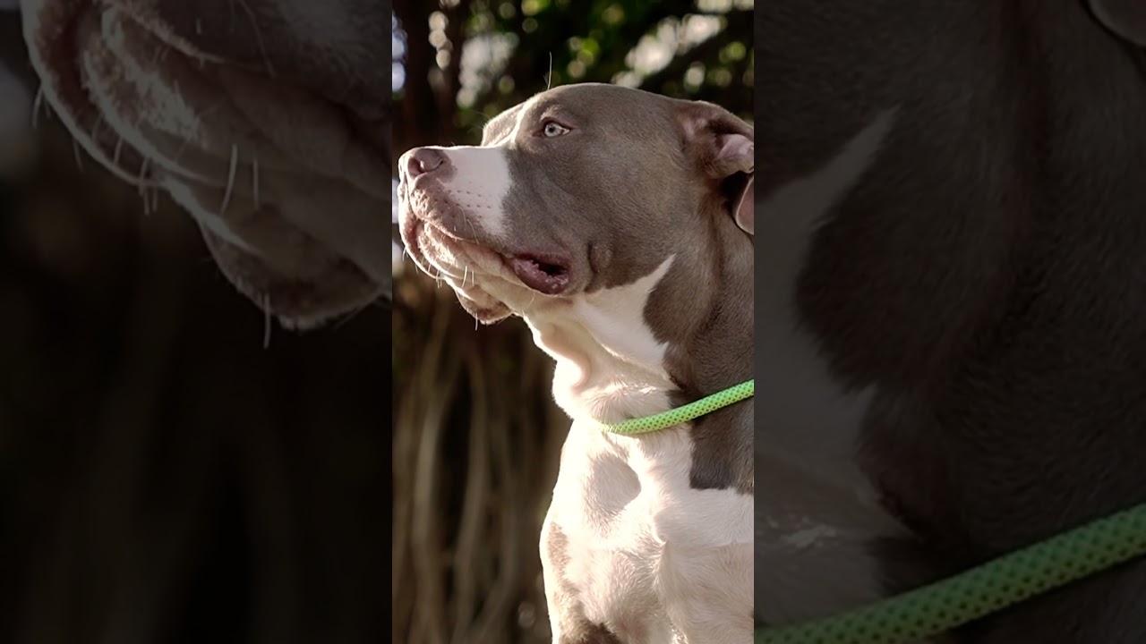 American Bully Standard 🖤🖤