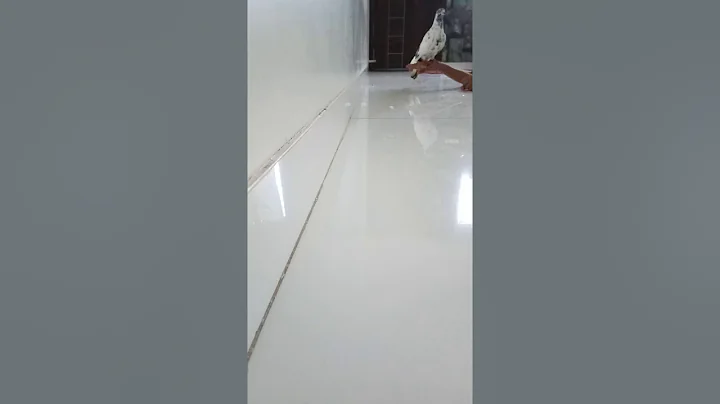 Meet Pigeons