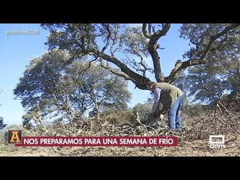 Consejos hacer leña a unas tozas - General - Foromadera