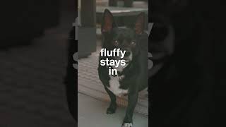 Phantom Screens with Mesh Lock: Keep Pets In and Bugs Out!