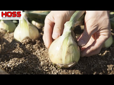 Video: How to deal with an onion fly in a garden bed