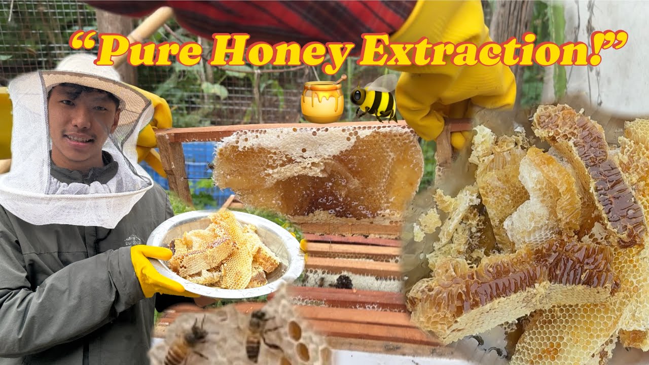 घरमै मह निकाल्दा यस्तो भयो//Beekeeping in Nepali Village Home//Honey Collection Day.🍯🐝