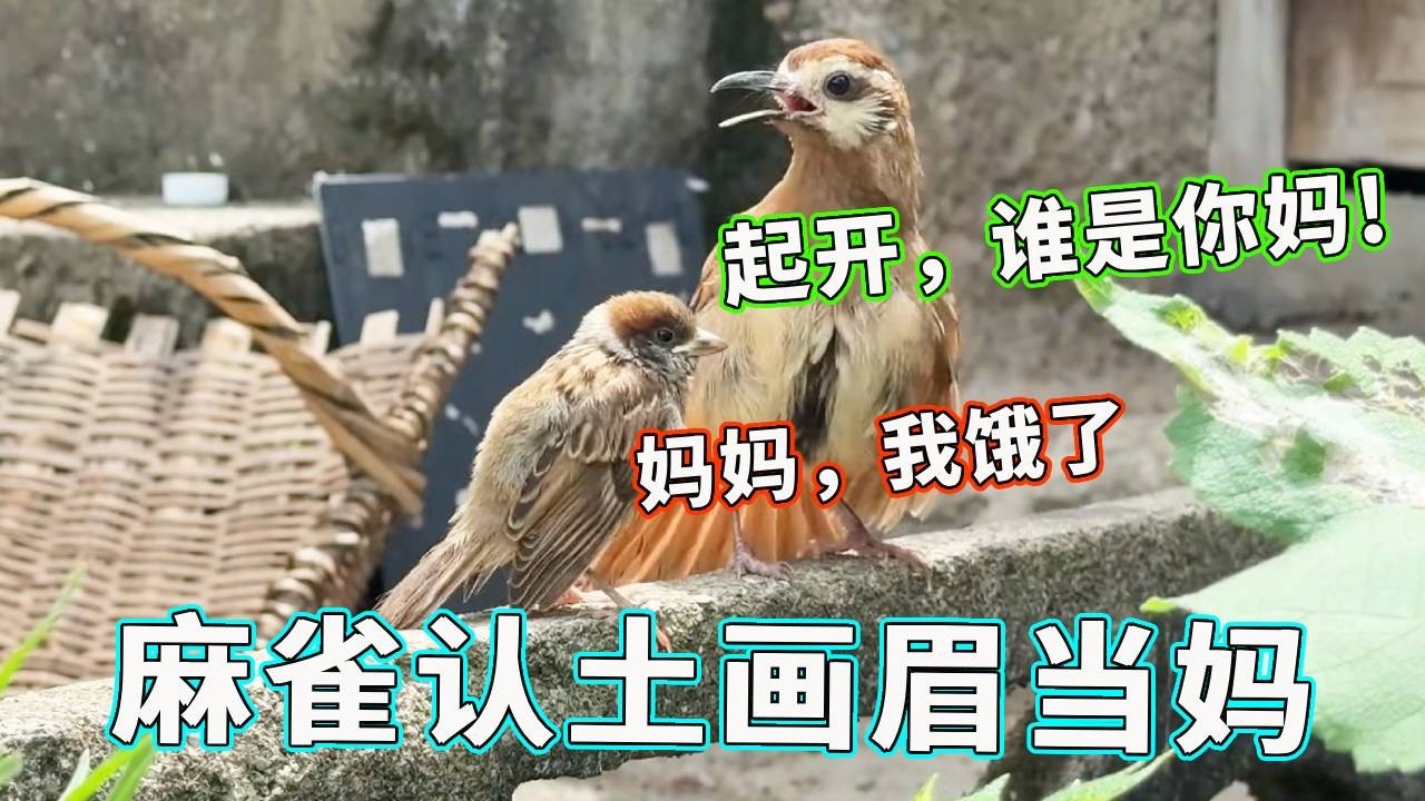 离大谱了！麻雀认土画眉当妈！结果就是有上顿没下顿，一直在饥饿的路上！【天下一场梦】