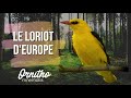 Le loriot deurope