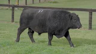 Red Oak Angus Lot 37