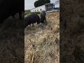 jhota buggi ki race #viral #video#shortsvideo#baffalo