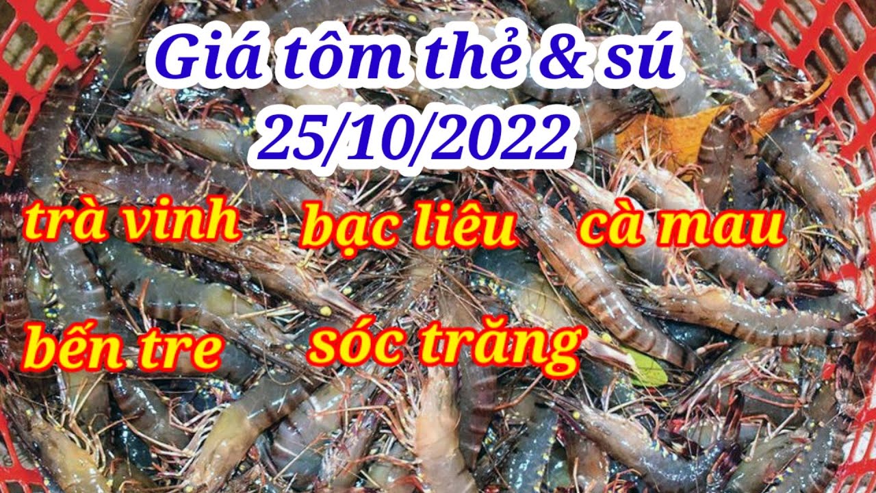 Giá tôm 25/10/2022 | Giá tôm thẻ & tôm sú oxy | Giá... - youtube