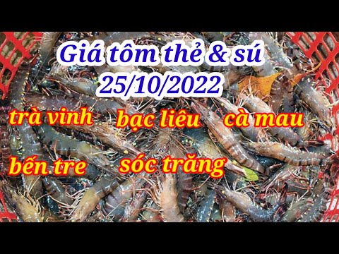 Video Giá tôm 25/10/2022 | Giá tôm thẻ & tôm sú oxy | Giá... - youtube