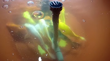 Nuôi koi trong chậu cây cảnh nhựa