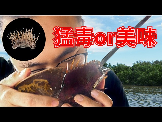 東南アジア産　カブトガニ I caught a horseshoe crab in Malaysia and devoured it. - YouTube