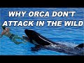 Why dont Orcas Attack Humans In The Wild?