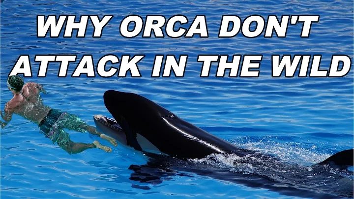 Why dont Orcas Attack Humans In The Wild?