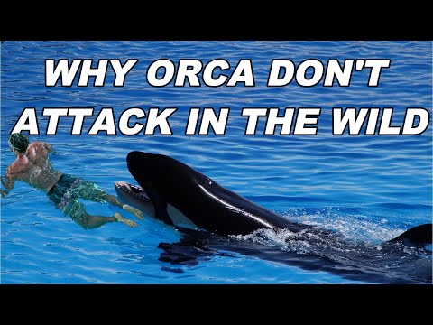 Video: O orca sălbatică a ucis vreodată un om?